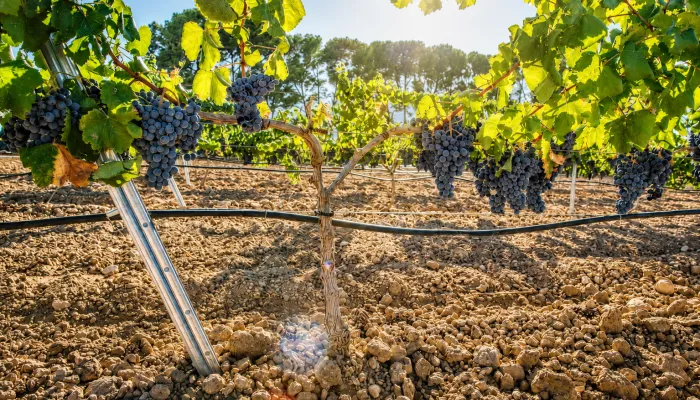 El proyecto validará una herramienta basada en inteligencia artificial para optimizar la gestión del riego en viñedo en condiciones reales de explotación en el Somontano de Barbastro, dentro de la convocatoria GO 2026 del Gobierno de Aragón.