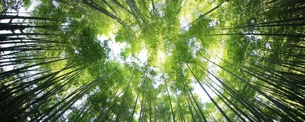 Bosque de árboles